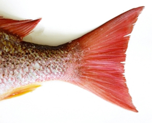 Aquaculture and Fisheries
